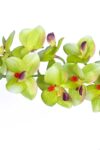 Orquídea 1 tallo verde - 55cm - Imagen 2