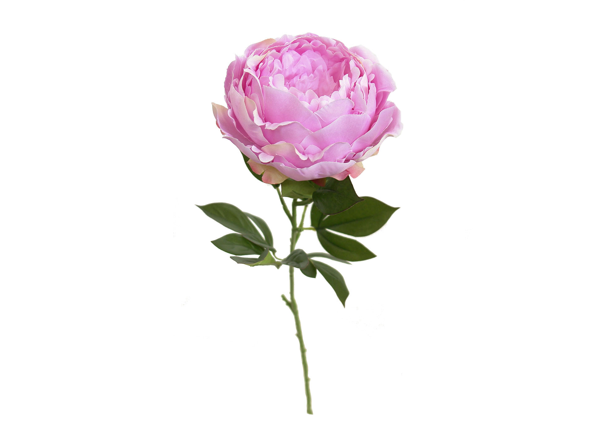 1222284.jpg Peonia rosa - Ø15x70cm - Imagen 1