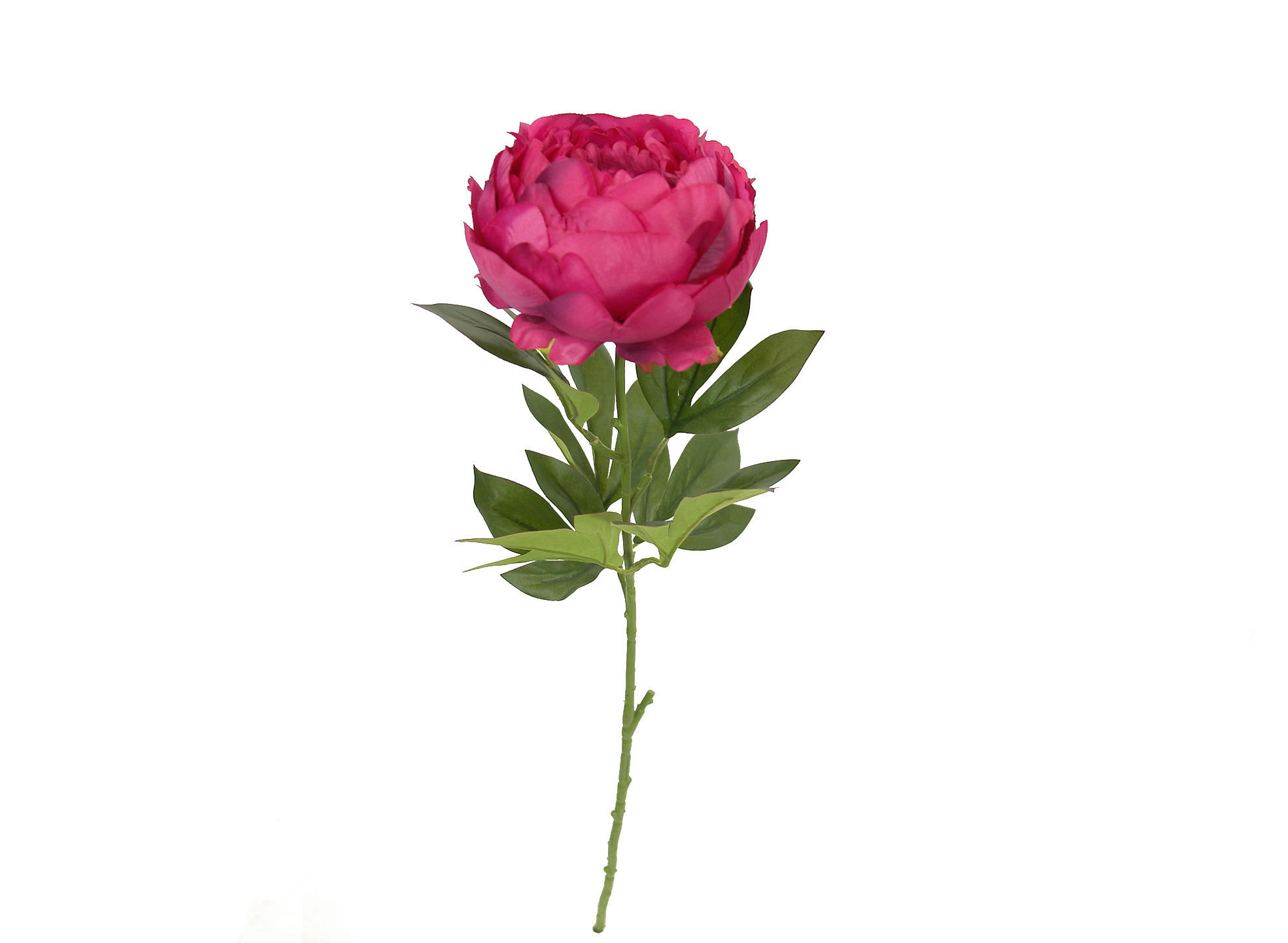 1222285.jpg Peonia fucsia - Ø15x70cm - Imagen 1