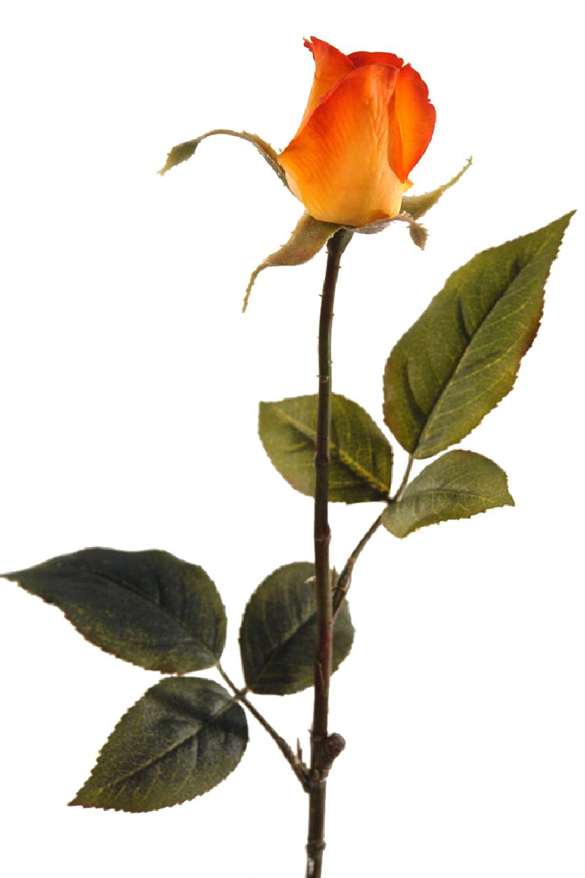 1232143.jpg Capullo de rosa Toscana naranja - Ø5x80cm - Imagen 1