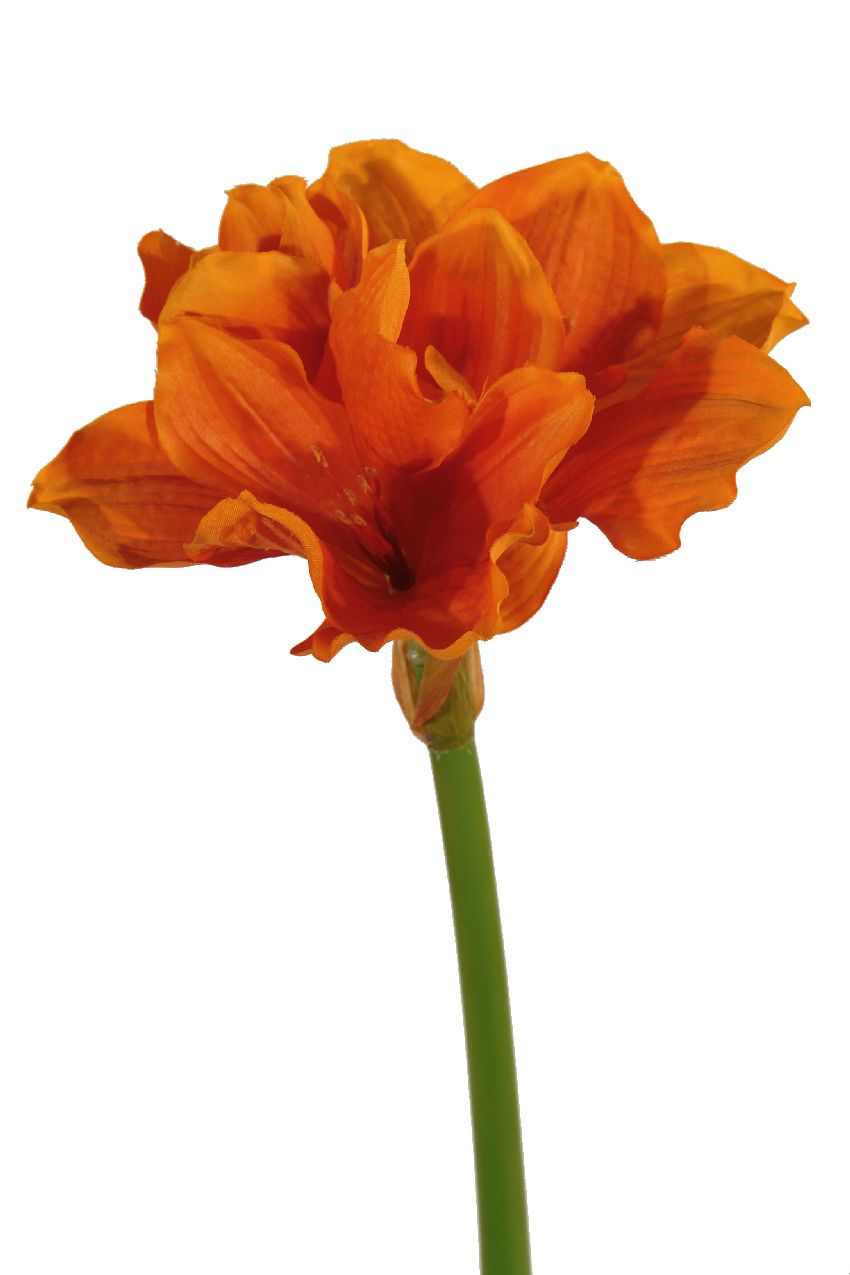 1232363.jpg Amarylis naranja - Ø20x80cm - Imagen 1