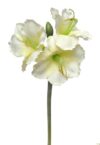Amarylis DEGRADÉE crema - Ø17x50cm