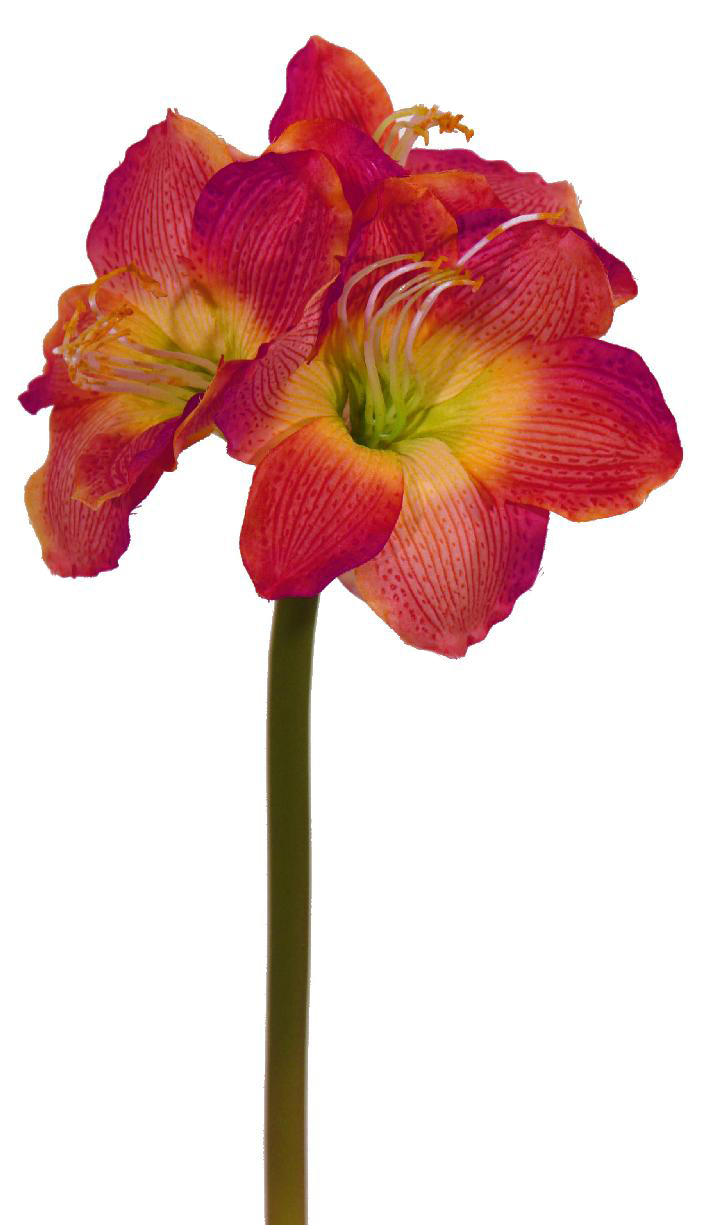 1232375.jpg Amarylis degradée rojo - Ø17x50cm - Imagen 1