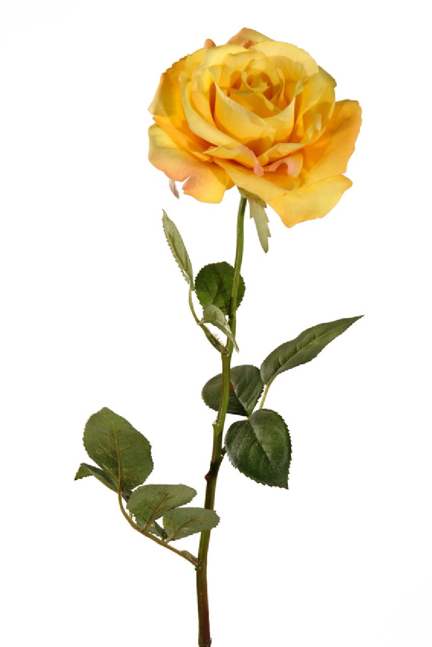 1238082.jpg Rosa Glory amarilla - Ø14x70cm - Imagen 1