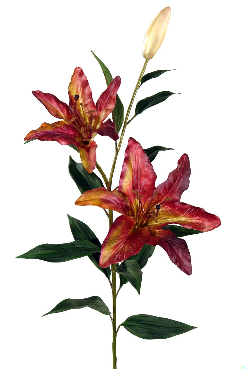 1238285.jpg Lilium Chic burdeos - Ø20x86cm - Imagen 1