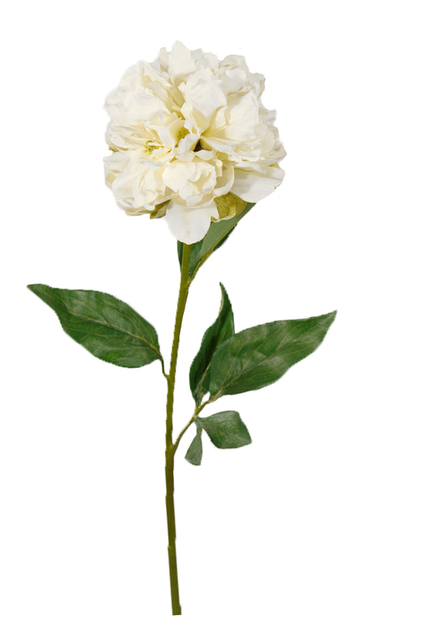 1238300.jpg Peonia Cesar crema - Ø14x81cm - Imagen 1