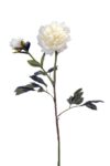 Peonia crema - Ø15x85cm - Imagen 2