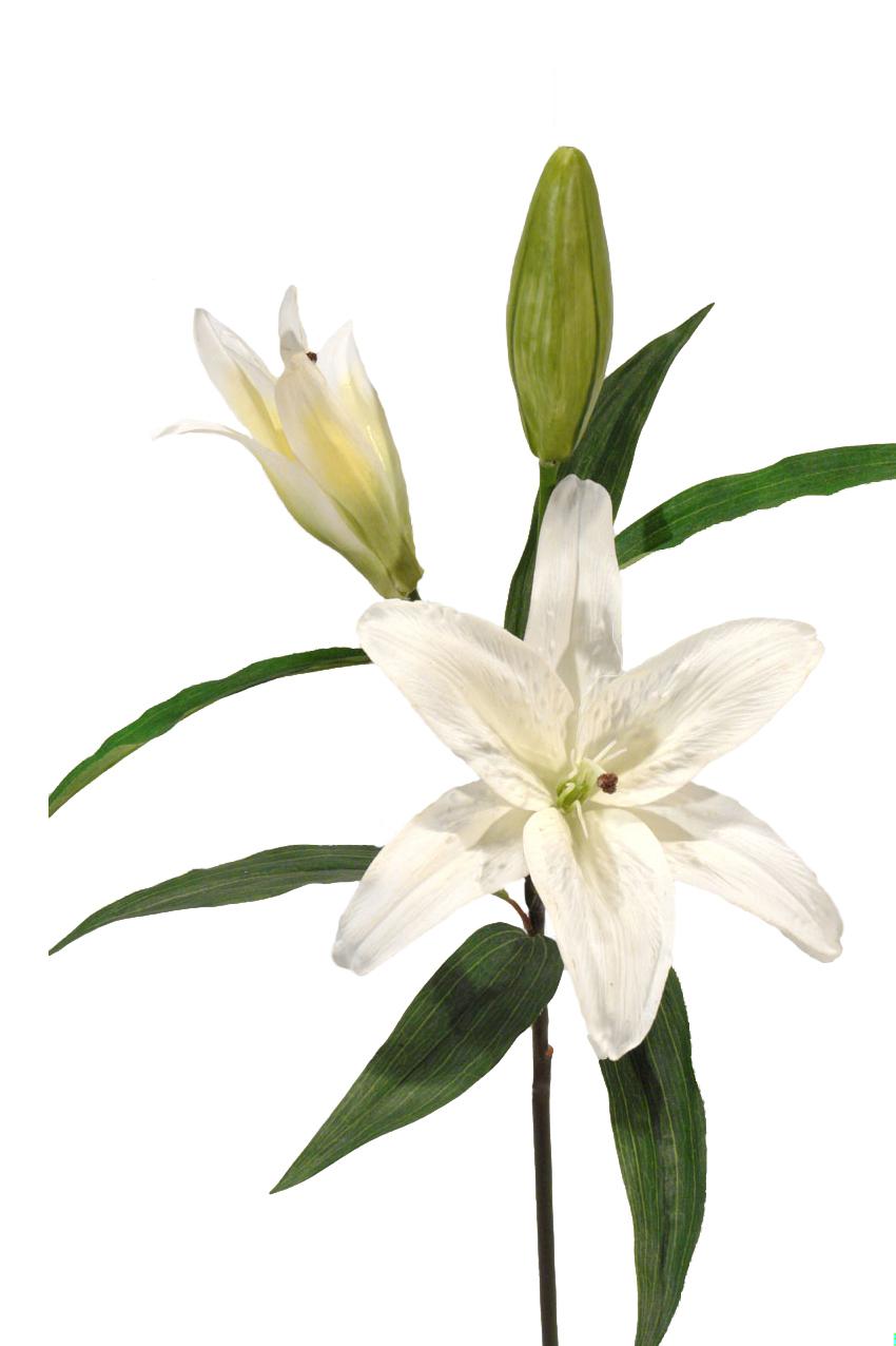 1238390.jpg Lilium Casablanca crema goma - Ø21x80cm - Imagen 1