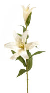 Lilium casablanca Roma crema - Ø20x88cm - Imagen 2