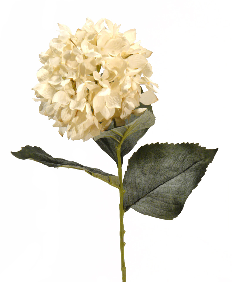 1238410.jpg Hortensia Roma crema - Ø16x72cm - Imagen 1