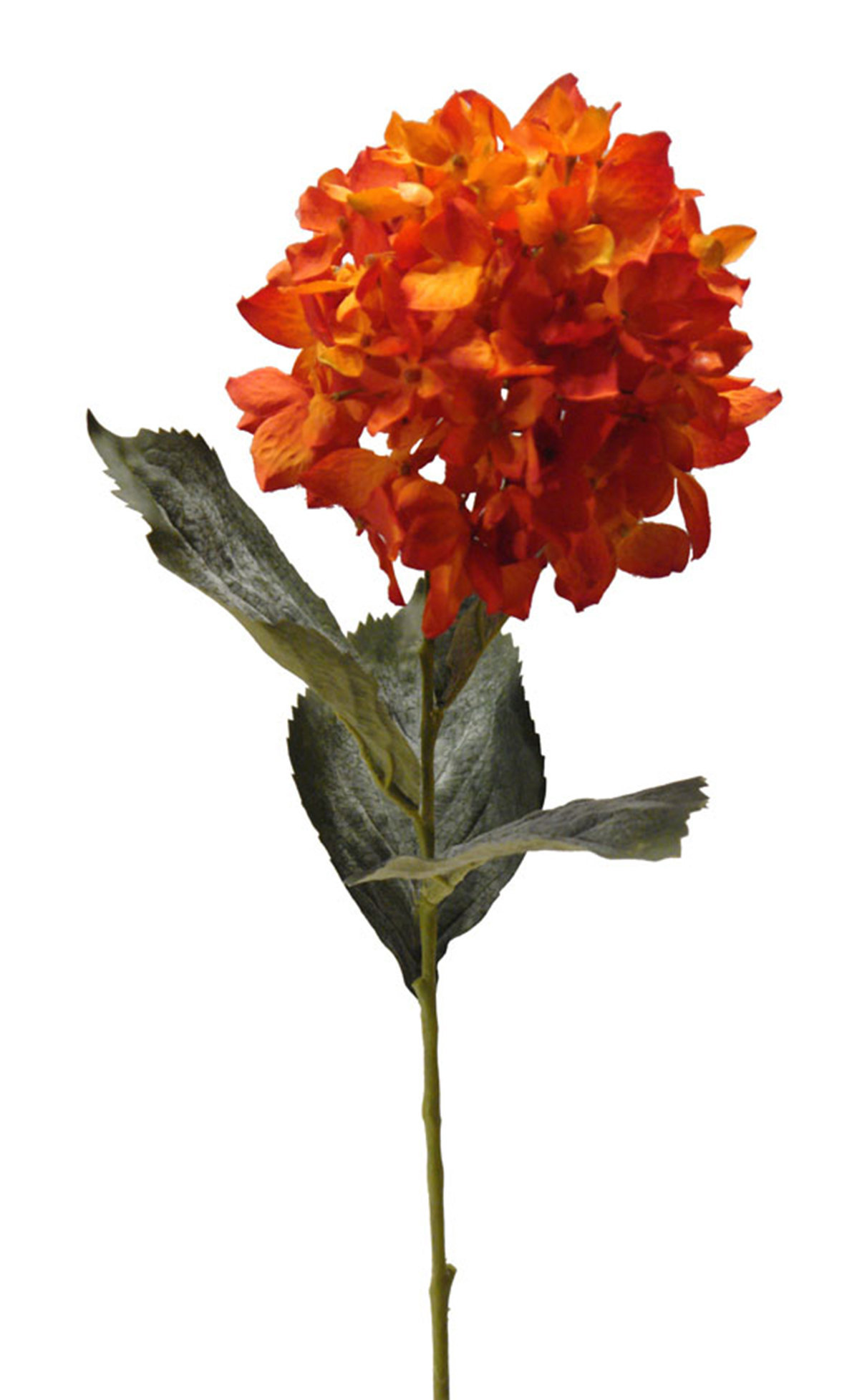 1238413.jpg Hortensia Roma naranja - Ø16x72cm - Imagen 1