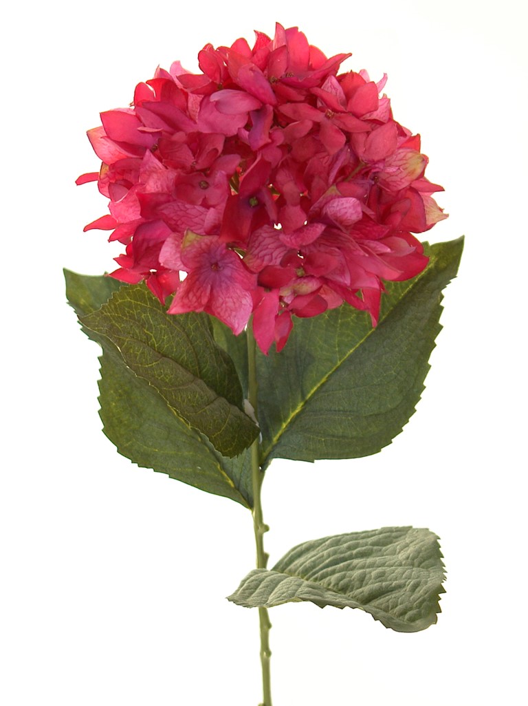 1238417.jpg Hortensia Roma bugambilia - Ø16x72cm - Imagen 1