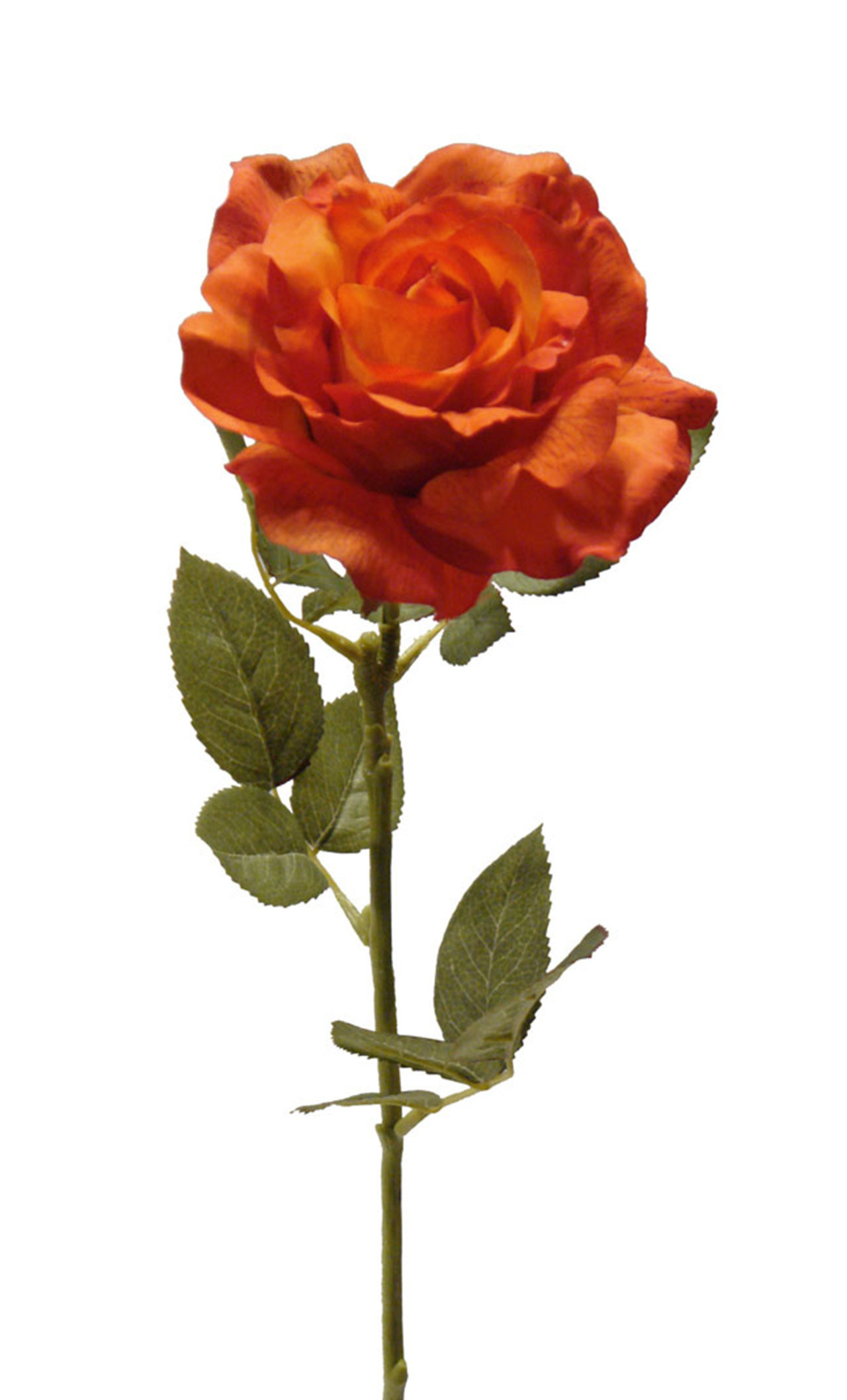 1238433.jpg Rosa Roma naranja - Ø14x73cm - Imagen 1