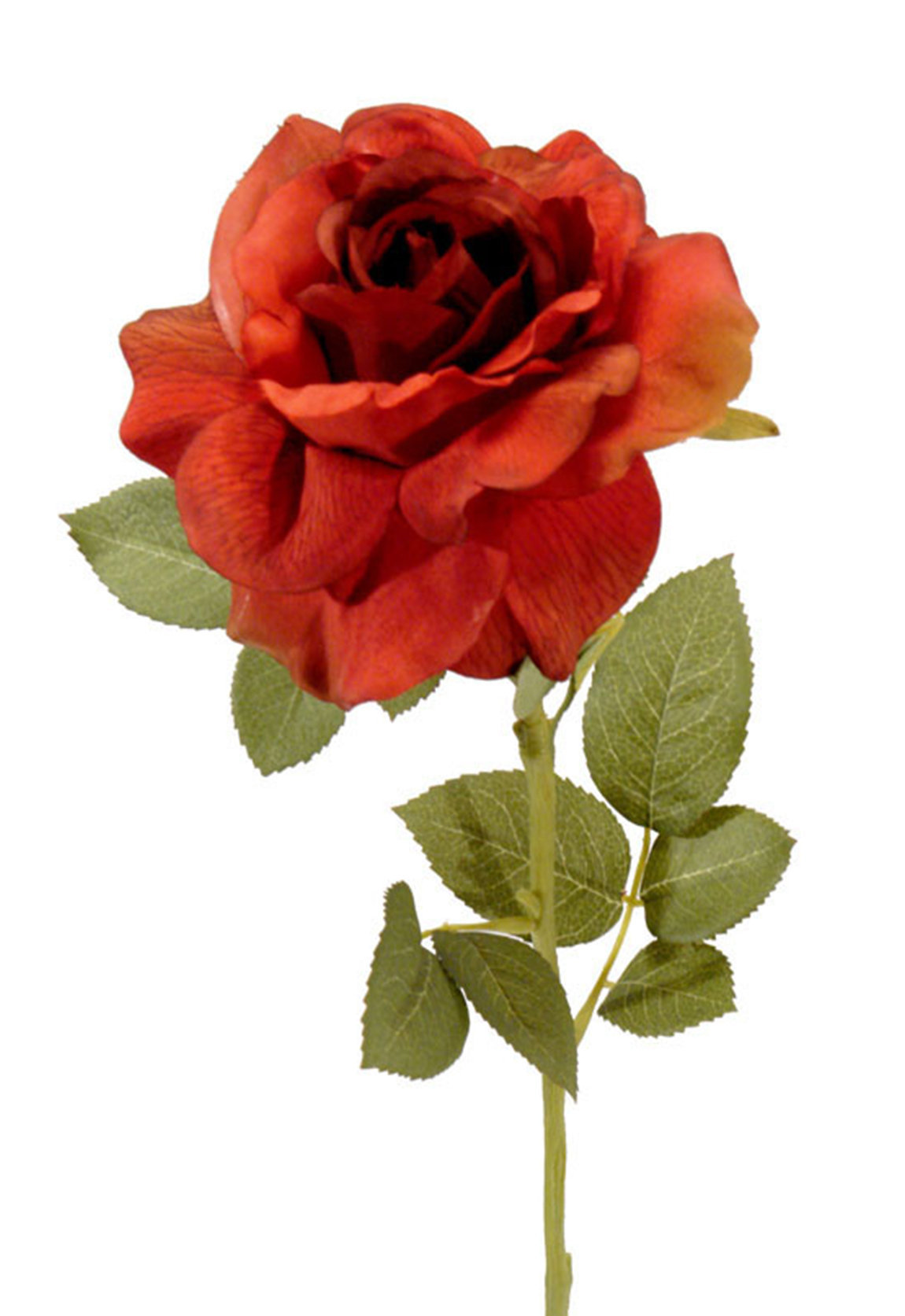 1238435.jpg Rosa Roma roja - Ø14x73cm - Imagen 1