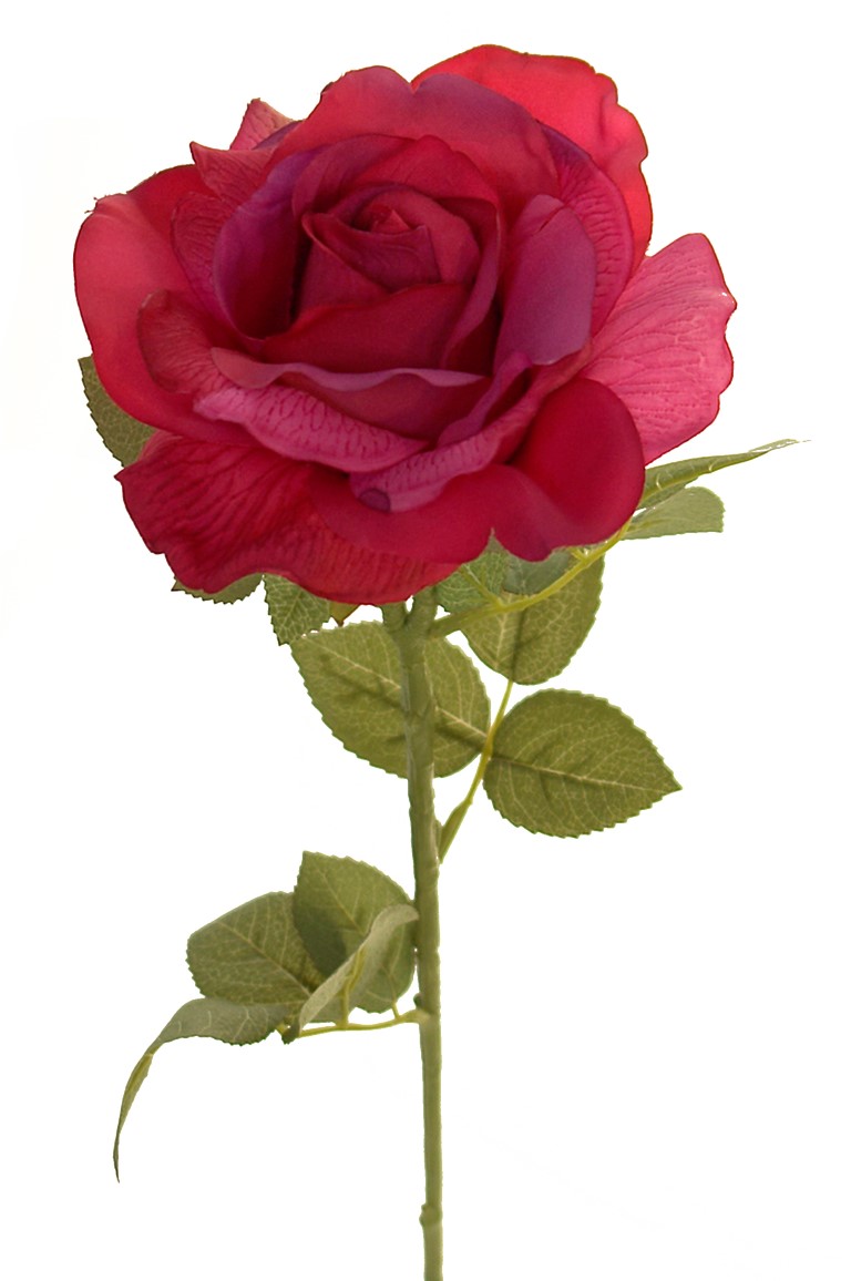 1238437.jpg Rosa Roma bugambilia - Ø14x73cm - Imagen 1