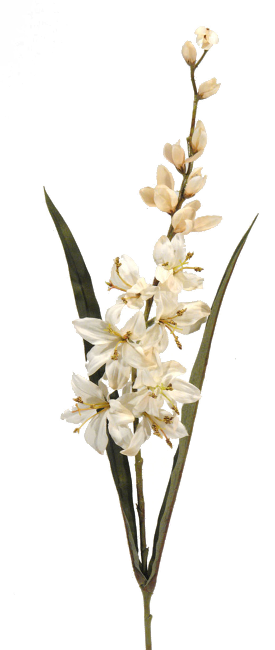 1238450.jpg Crocosmia Roma crema - 82cm - Imagen 1