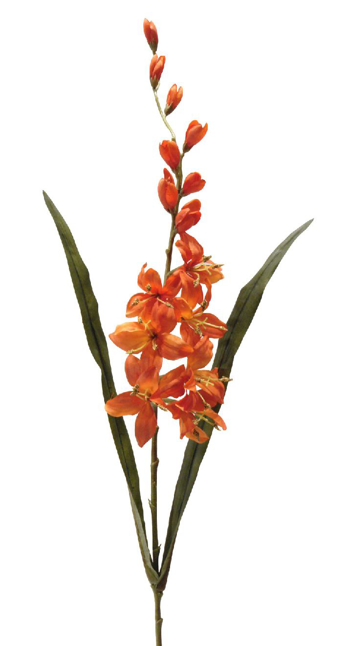 1238453.jpg Crocosmia Roma naranja - 82cm - Imagen 1