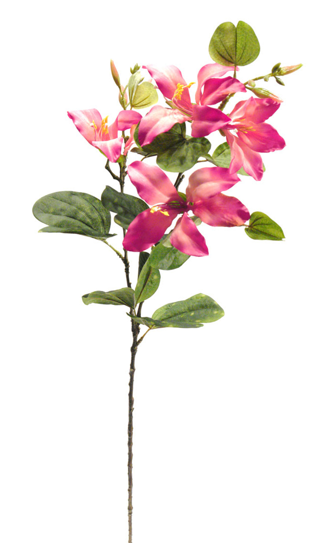 1238525.jpg Bahuinia fucsia - Ø14x88cm - Imagen 1