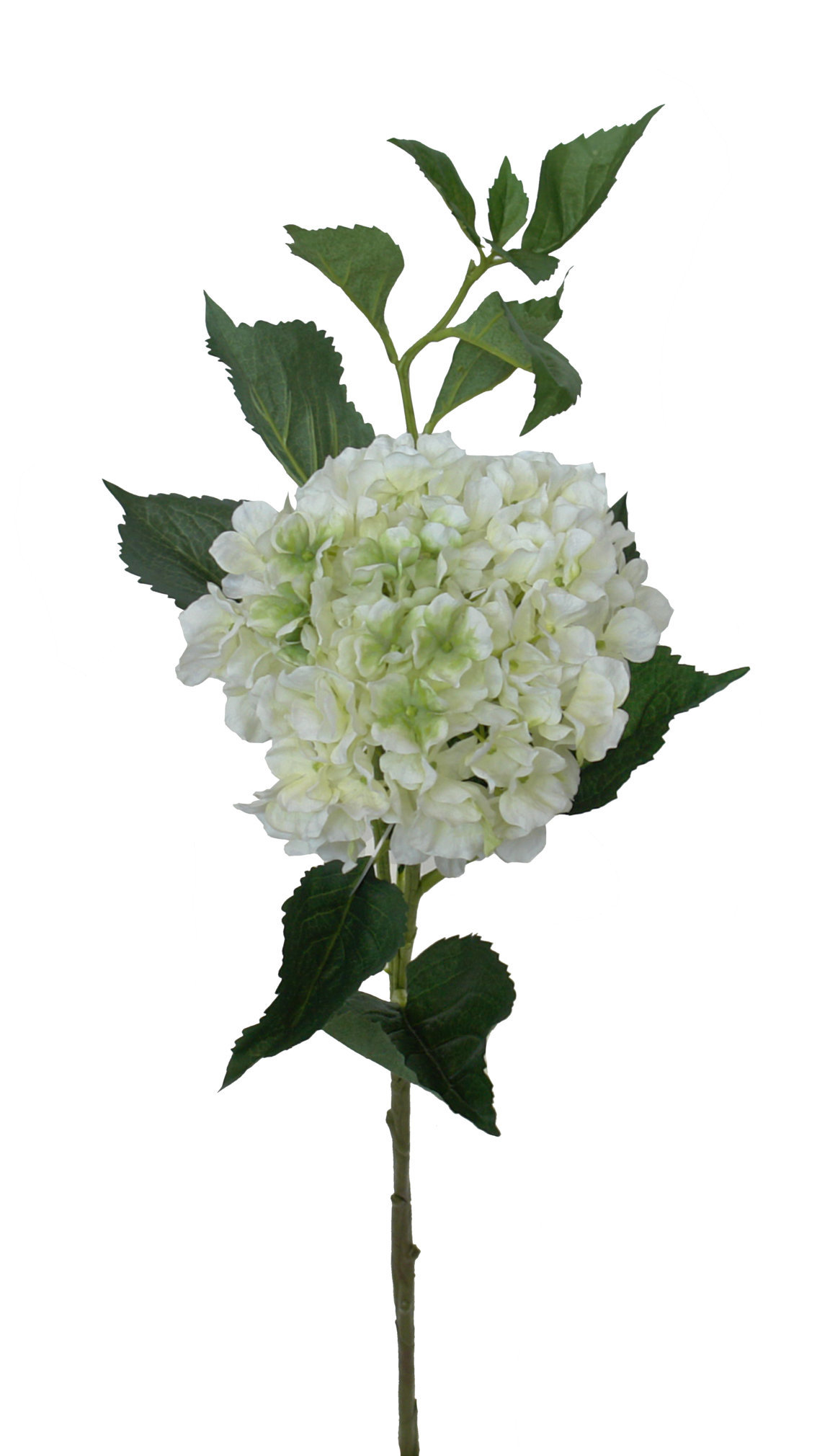 1238960.jpg Hortensia Jade crema - Ø23x103cm - Imagen 1