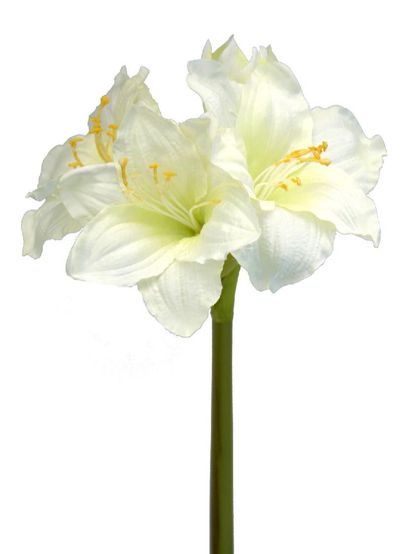 1239030.jpg Amarylis crema - 75cm - Imagen 1
