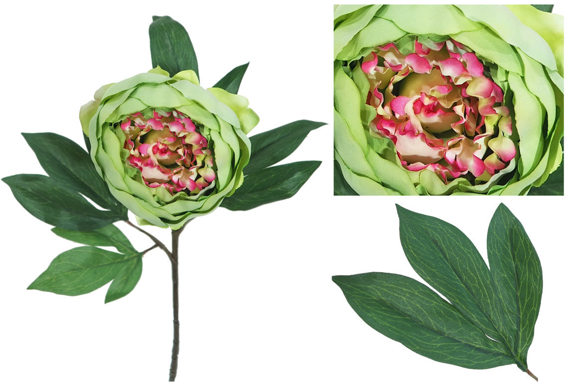 1239081.jpg Peonia Capri verde - Ø16x80cm - Imagen 1