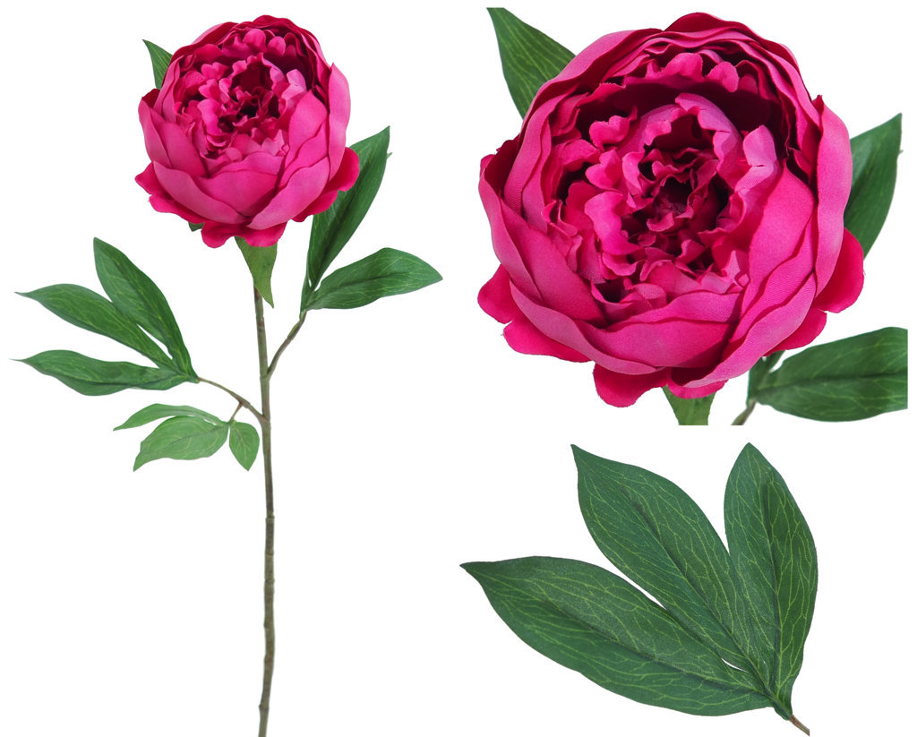 1239084.jpg Peonia Capri fucsia - Ø16x80 - Imagen 1