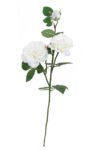 Rosa de té Capri crema - 75cm