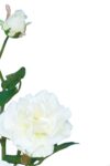 Rosa de té Capri crema - 75cm - Imagen 2