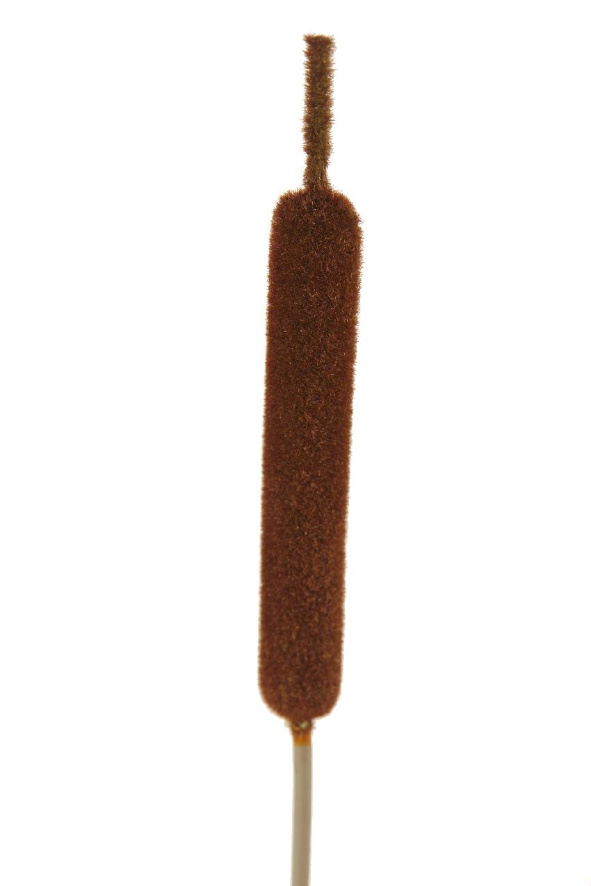 1270187.jpg Puro marrón gigante - 120cm - Imagen 1
