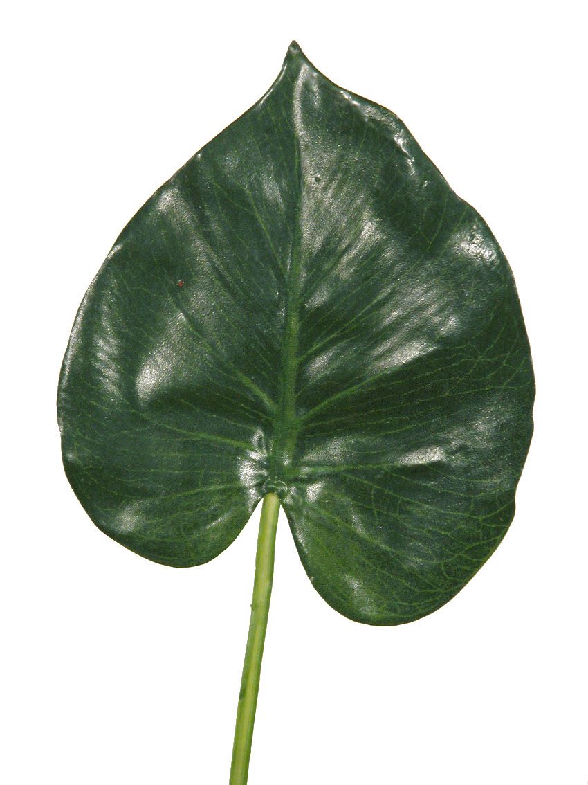 1272055.jpg Hoja de Cala verde goma - 18x16x63cm - Imagen 1
