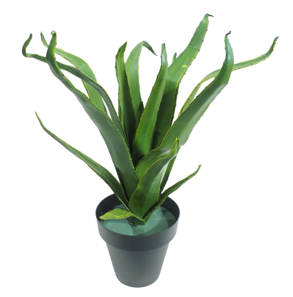1275160A.jpg Aloe estrecho con maceta negra- 50cm. - Imagen 1