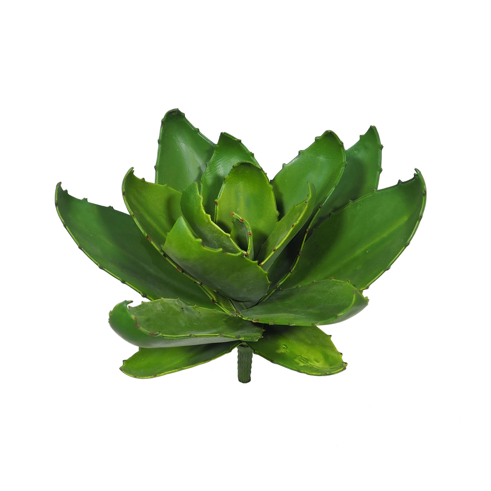 1275170 Aloe hoja ancha - 34cm. - Imagen 1