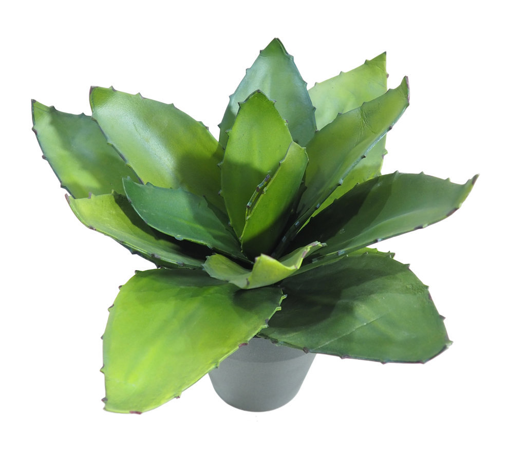 1275170A.jpg Aloe ancho con maceta negra- 35cm. - Imagen 1