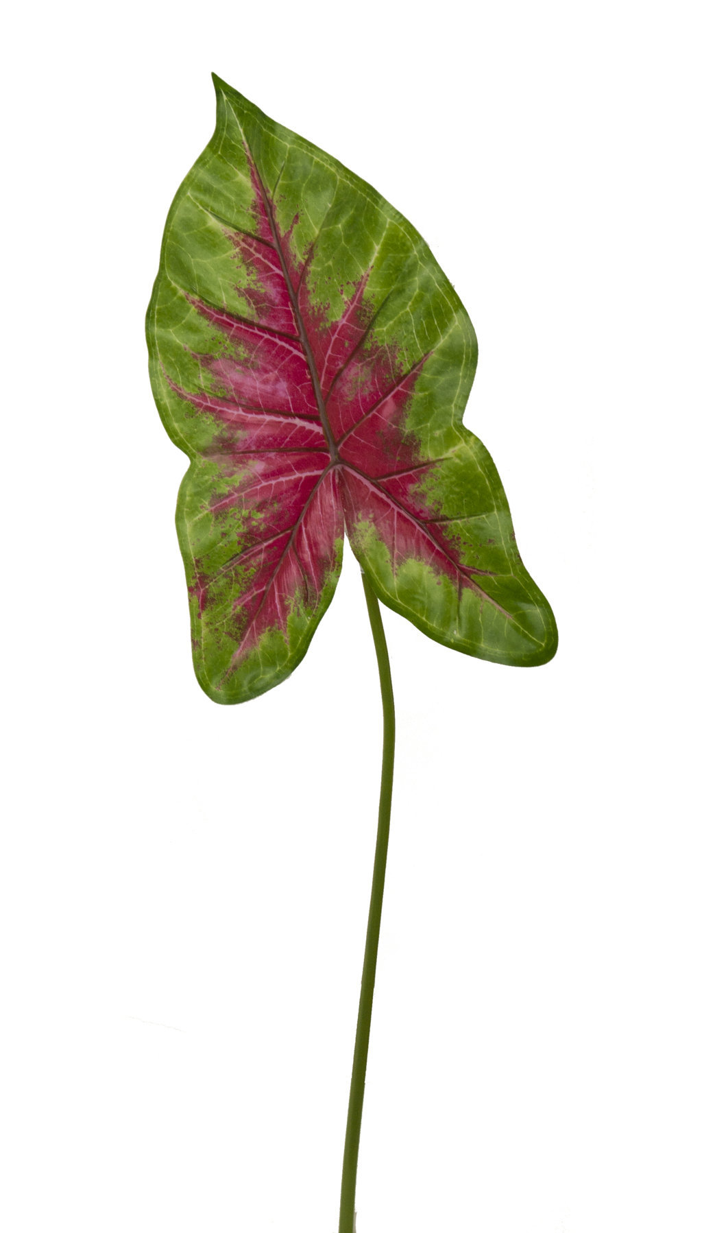 1275630.jpg Hoja de Caladium verde/rojo - 82cm - Imagen 1