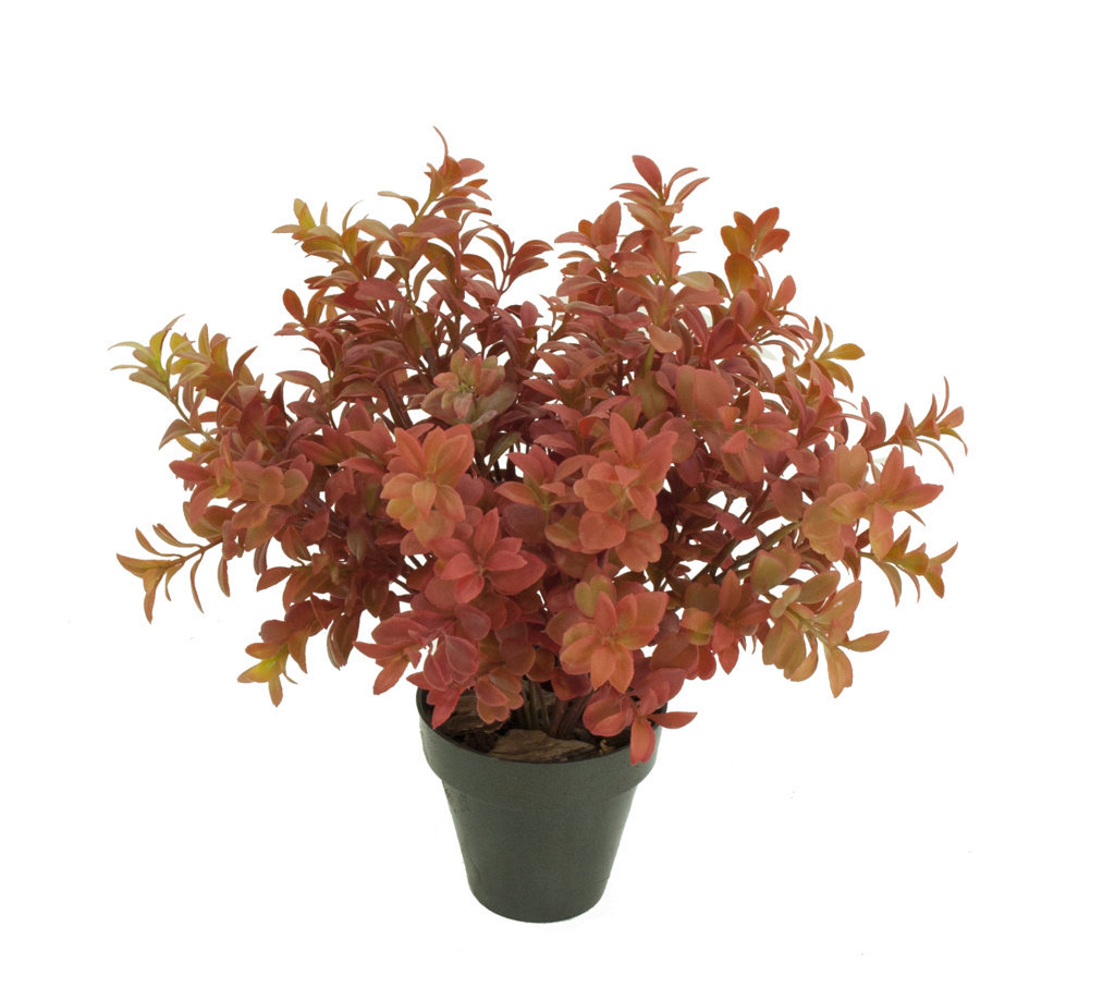 1275715A.jpg Boj rojo plastico con maceta -30cm. - Imagen 1