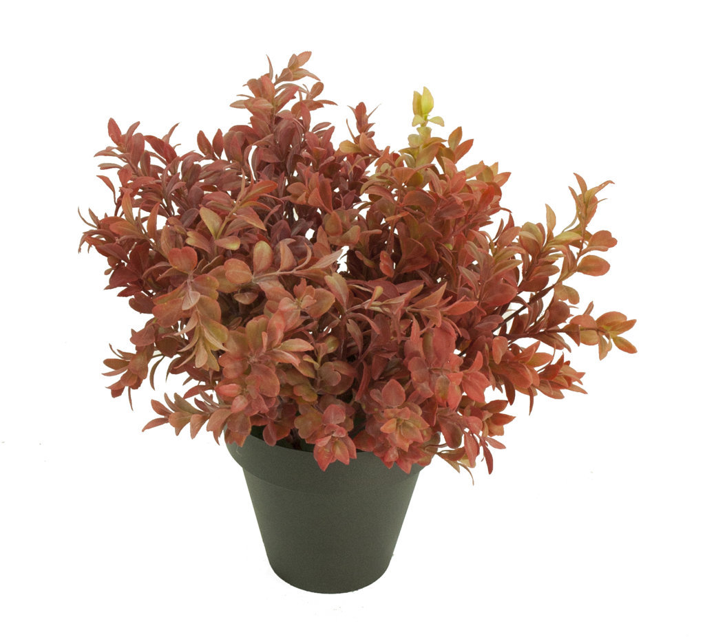 1275715B.jpg Boj rojo plastico con maceta -30cm. - Imagen 1