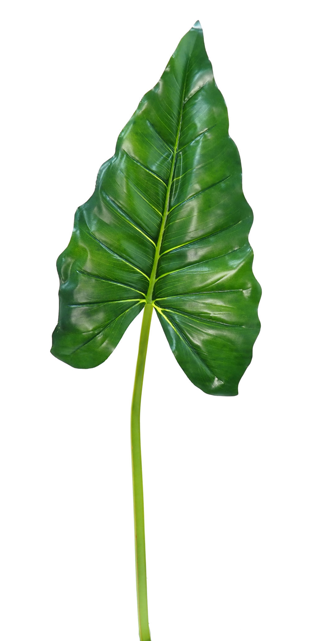 1275880.jpg Hoja de Cala luxe verde -113cm. - Imagen 1