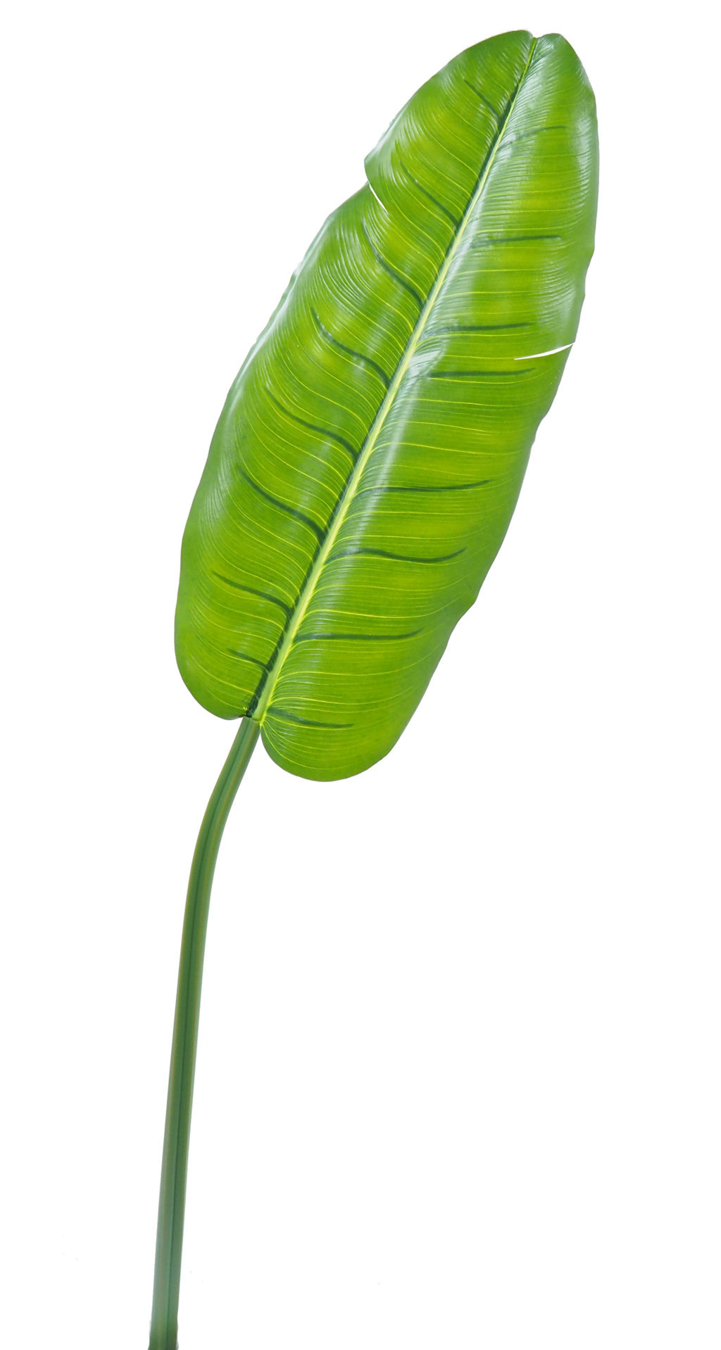 1275890.jpg Hoja de Banano luxe verde (23x57) -119cm. - Imagen 1