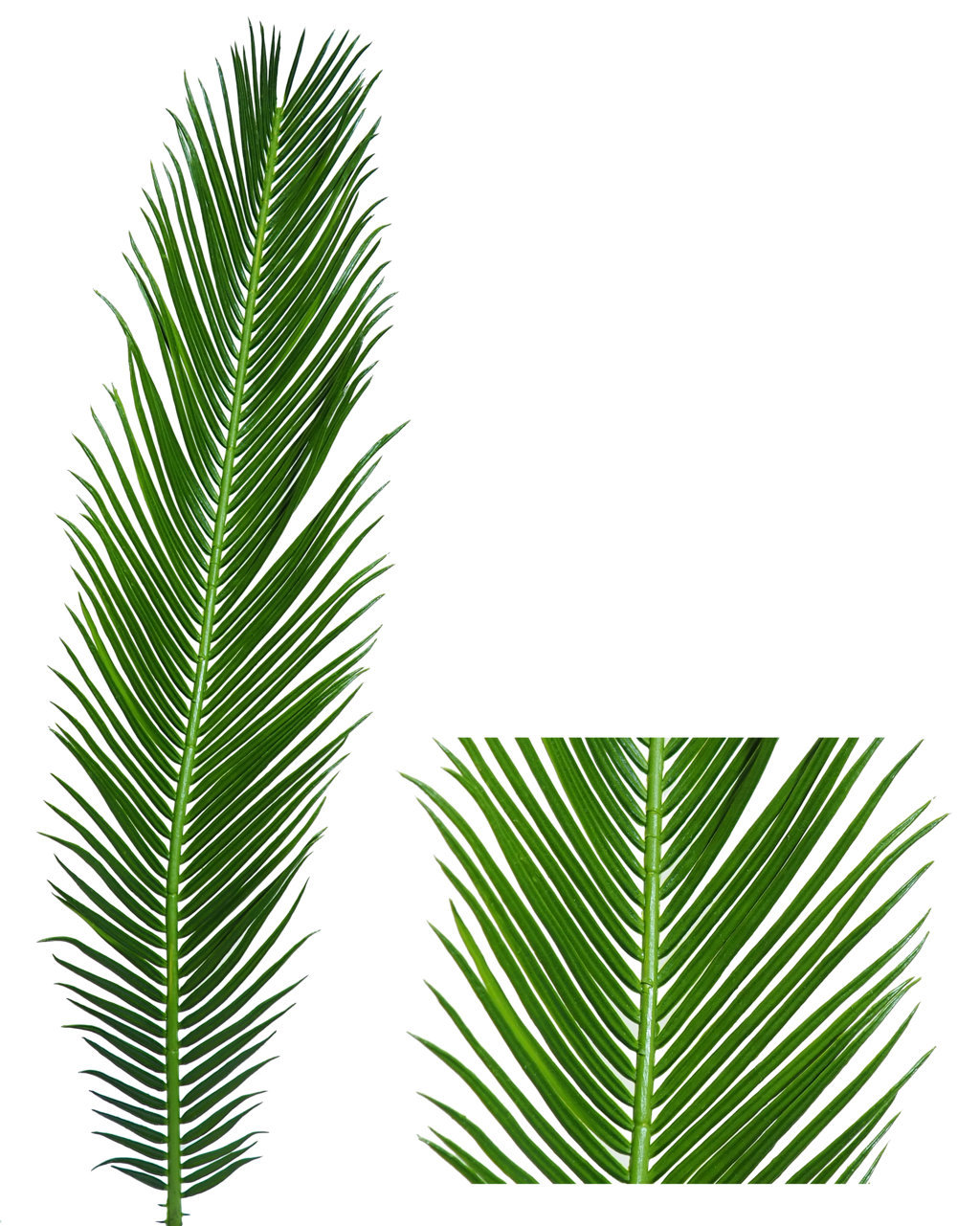 1275920.jpg Rama de Cyca verde plastico - 58cm. - Imagen 1