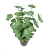 Eucaliptus Verde con maceta - 50cm