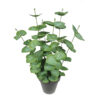 Eucaliptus Verde con maceta - 50cm - Imagen 2
