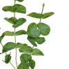 Vara Eucaliptus verde - 88cm. - Imagen 2