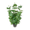 Eucaliptus Verde con maceta - 40cm - Imagen 2