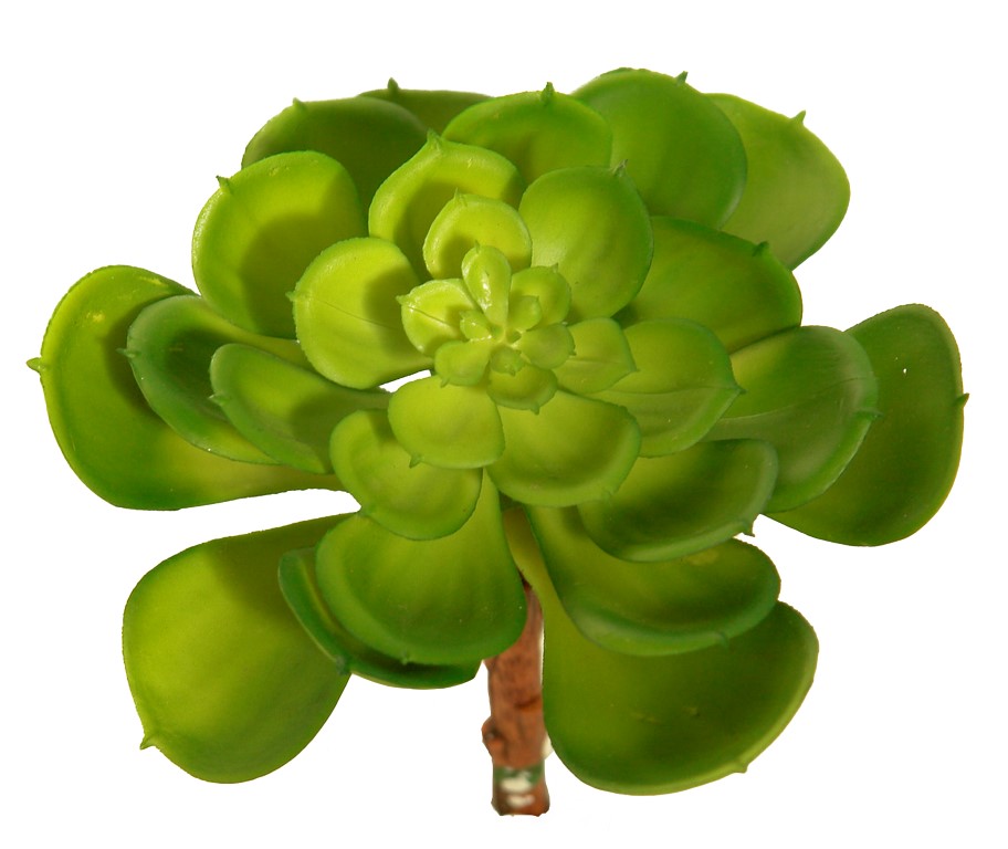 1280100.jpg Echeveria secunda verde - Ø12x15cm - Imagen 1