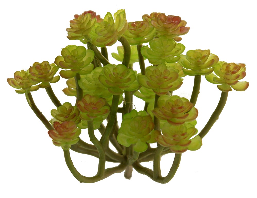 1280110.jpg Aeonium arboreum - Ø13x13cm - Imagen 1