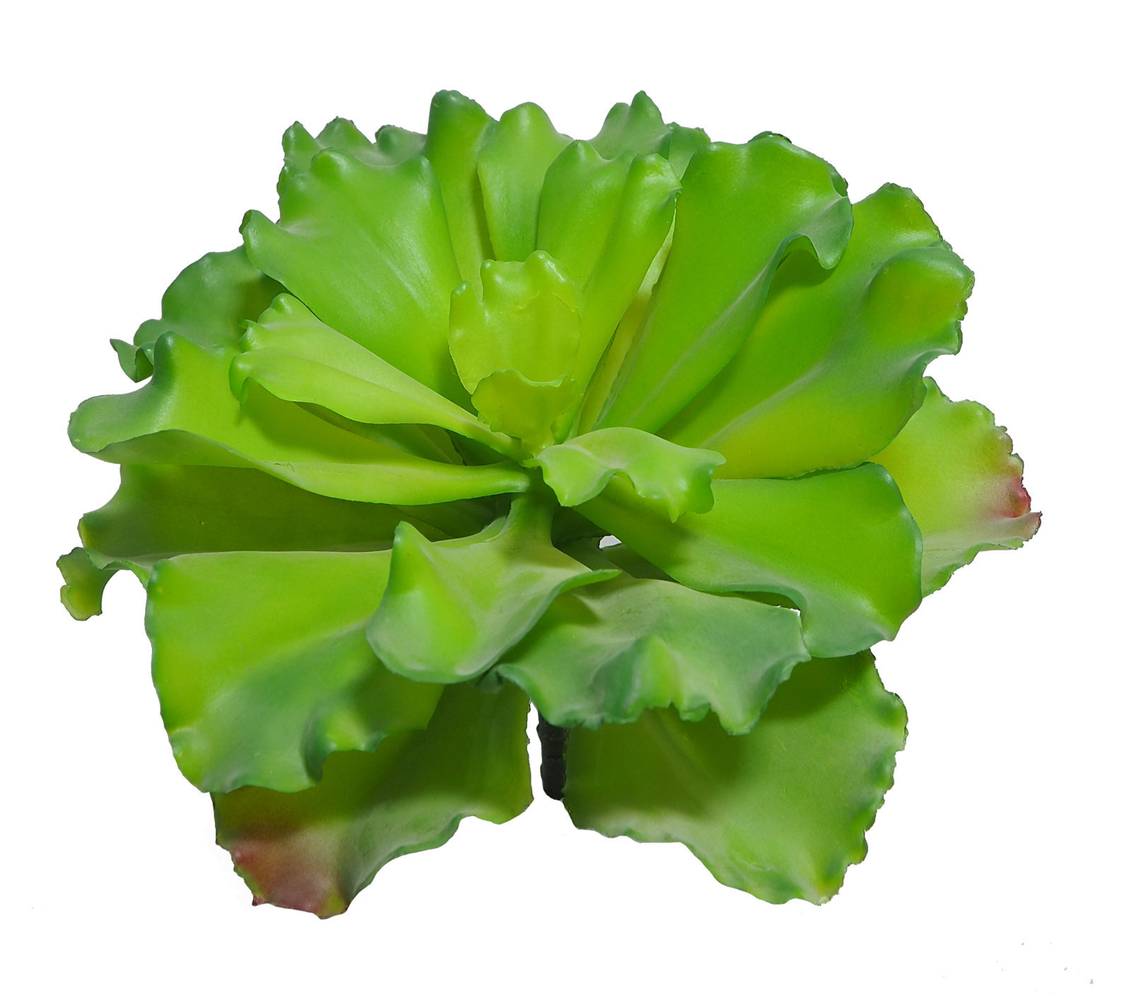 1280160.jpg Echeveria FIRELIGHT verde x20cm - Imagen 1