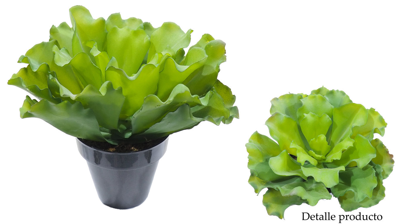 1280160A.jpg Echeveria FIRELIGHT verde c/maceta Ø22x20cm - Imagen 1