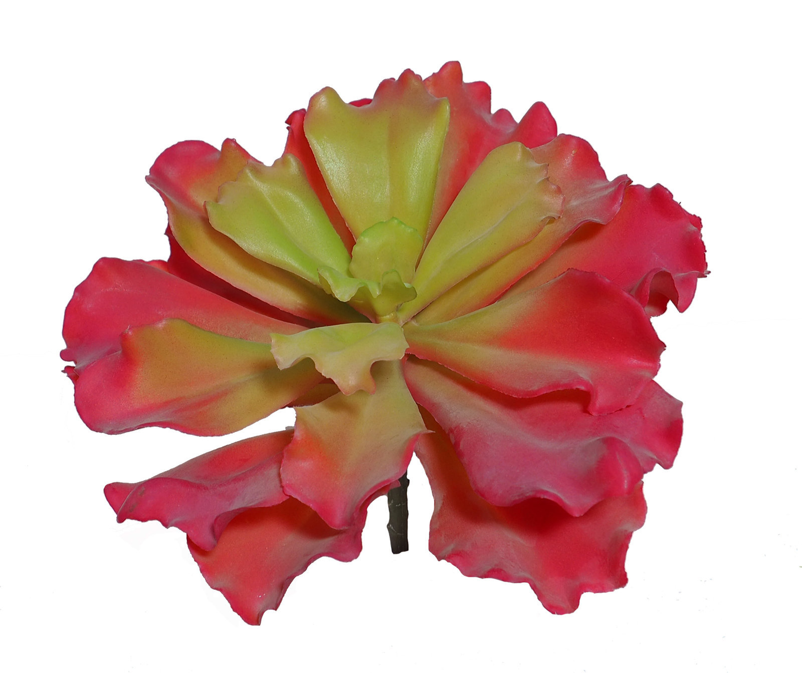 1280164.jpg Echeveria FIRELIGHT fucsia x20cm - Imagen 1