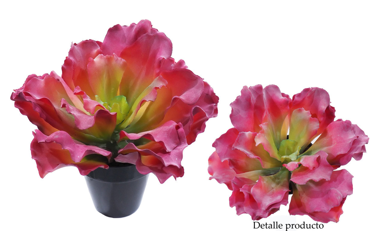 1280164A.jpg Echeveria FIRELIGHT fucsia c/maceta Ø22x20cm - Imagen 1