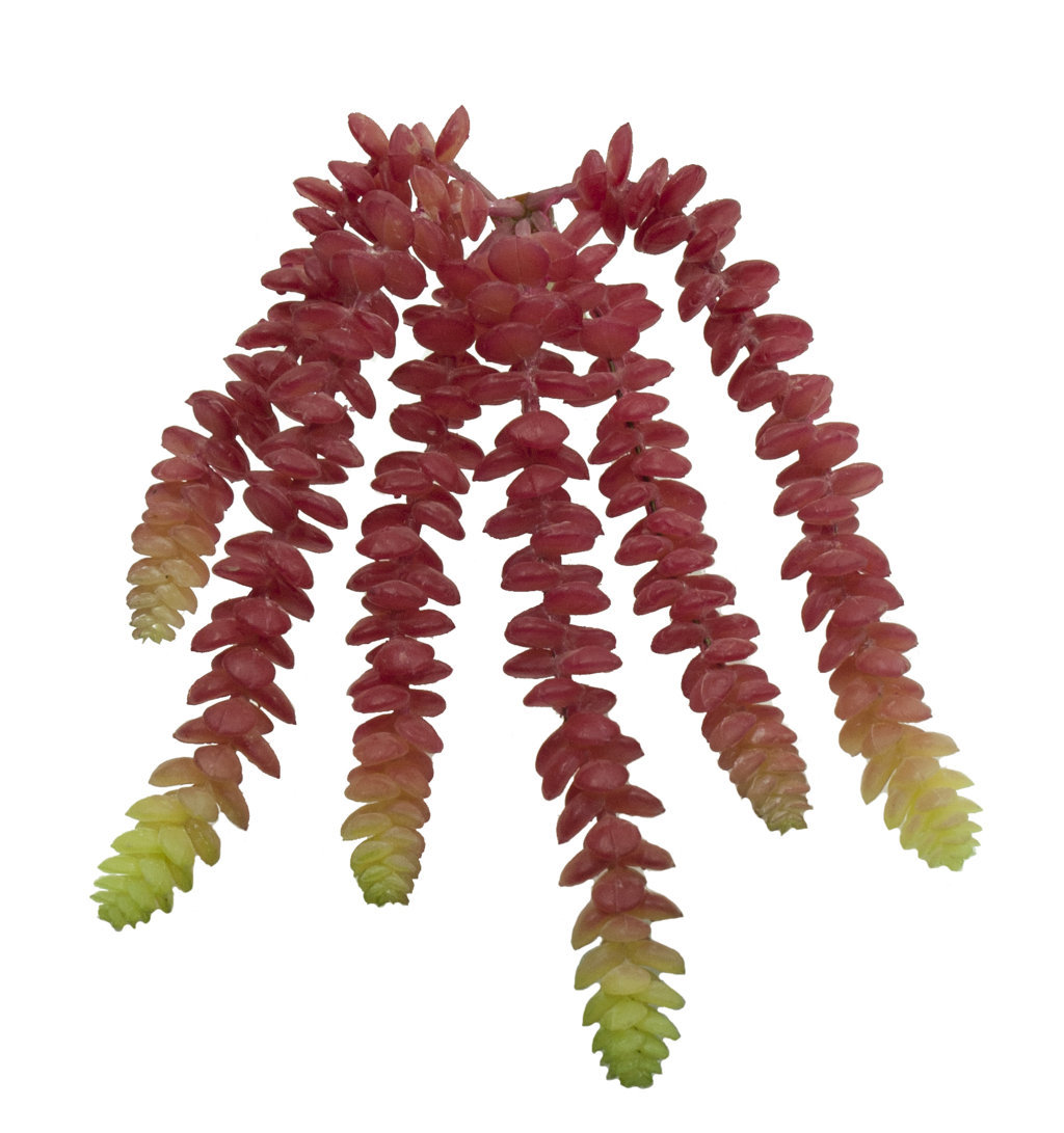 1280174.jpg Sedum cola de caballo fucsia x24cm - Imagen 1
